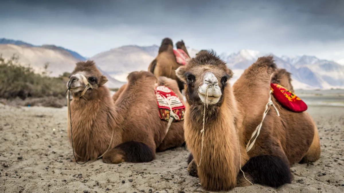 A standout Indian destination such as Ladakh or Kerala