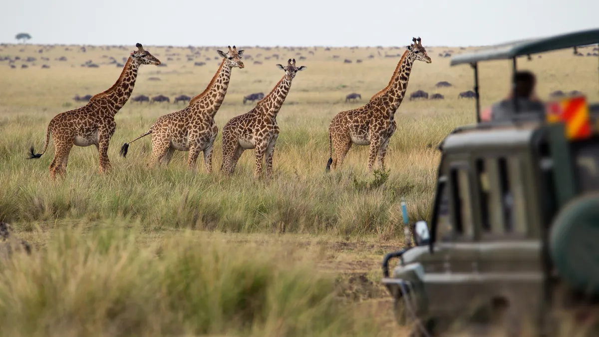 An aspirational international destination such as a Kenya safari