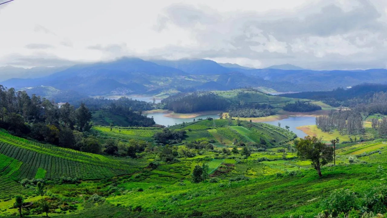 Tea slopes falling away to the valley on the road between Ooty and Coonoor