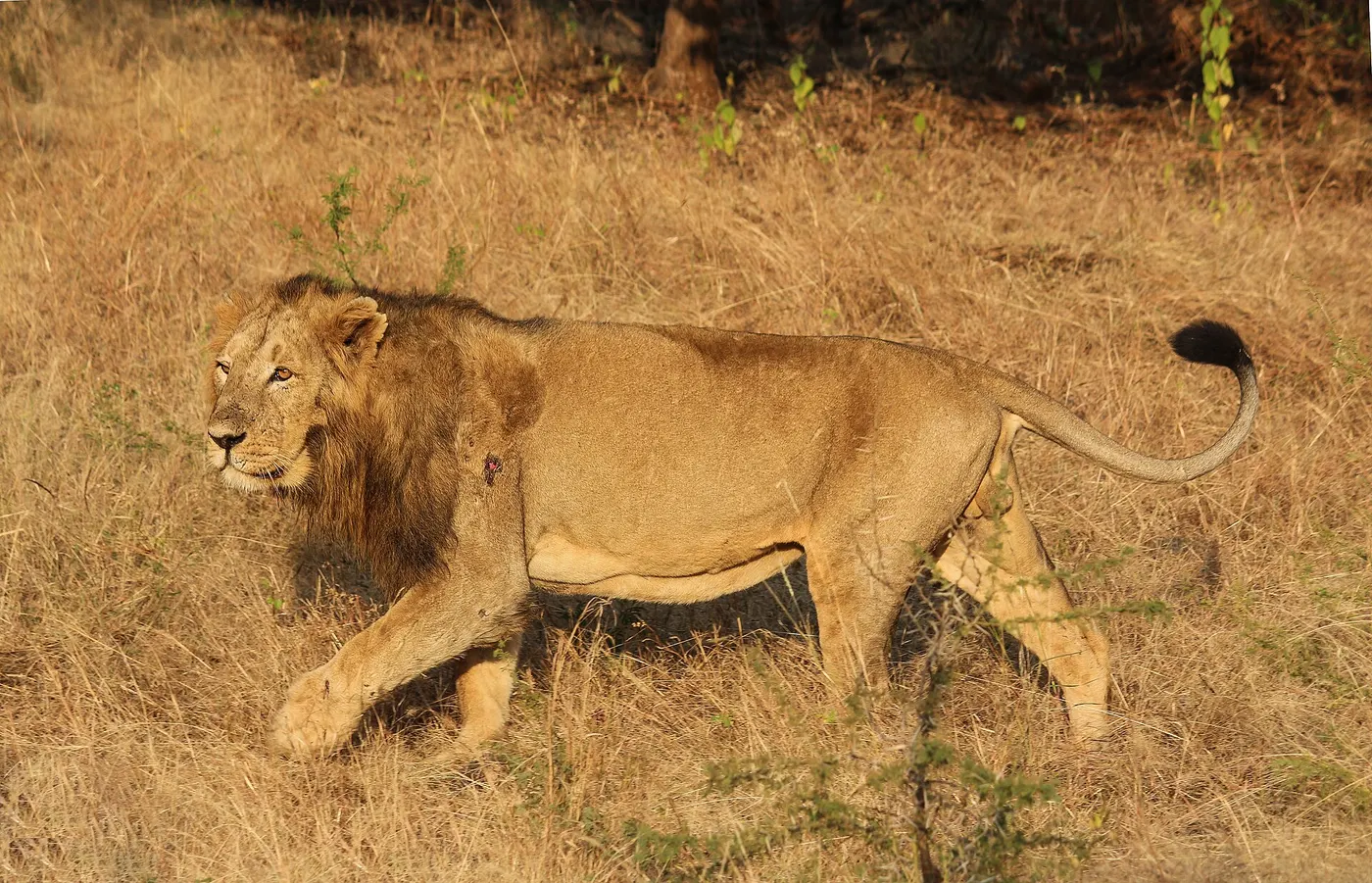 An Asiatic lion resting in dry scrub in Gir National Park