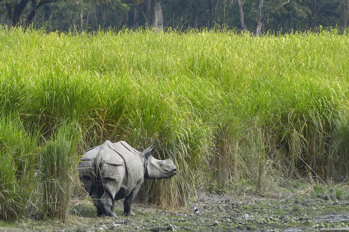A one-horned rhino feeding in tall elephant grass at Kaziranga