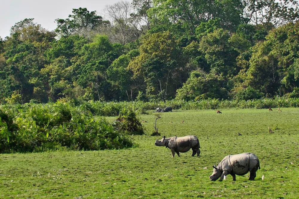 Rhinos grazing in the open in the Bagori range of Kaziranga