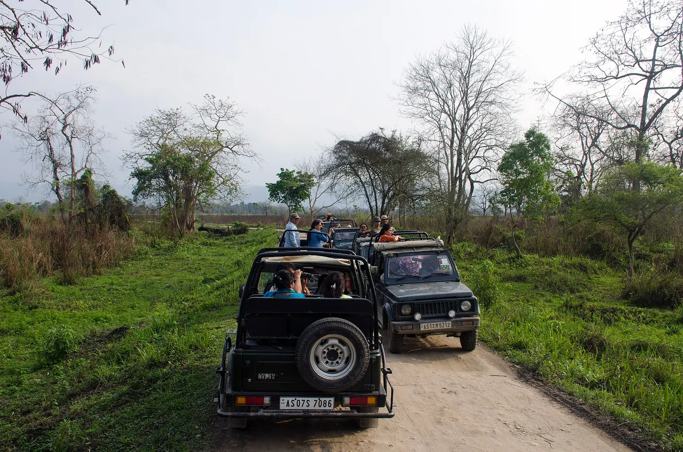 Open safari jeeps with visitors on a dirt track in the Central range of Kaziranga