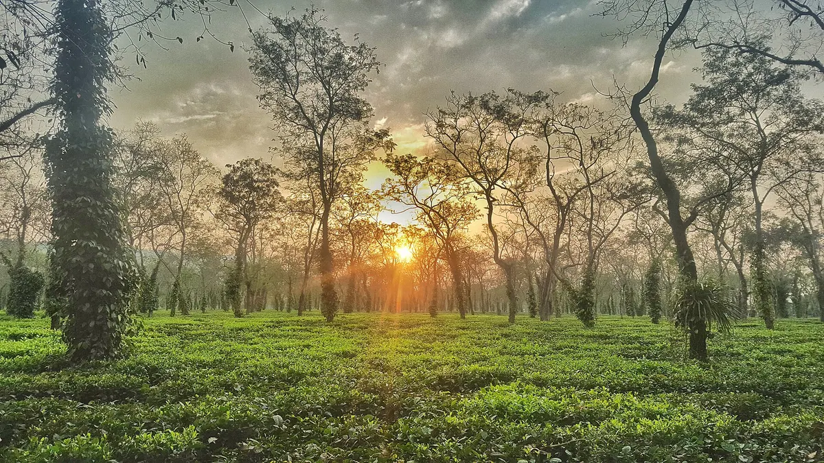 Tea bushes under tall shade trees with low sun behind them near Kaziranga