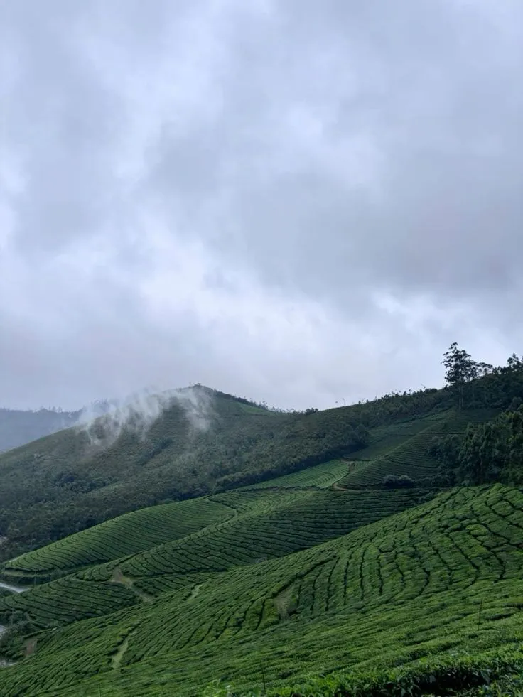 Shola grassland rolling up towards the Anamudi massif inside Eravikulam National Park