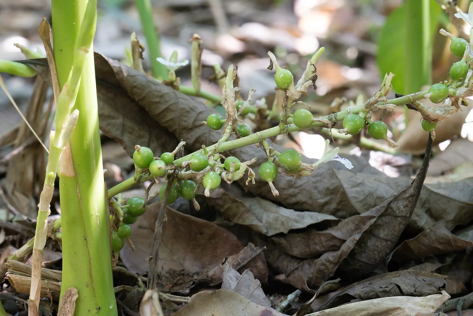 Green cardamom pods growing at the base of a cardamom plant on a spice farm in the hills outside Kumily near Thekkady