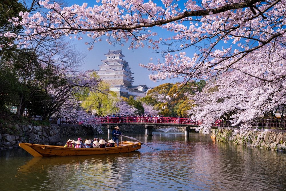Cherry blossoms framing a historic castle, a romantic spring setting