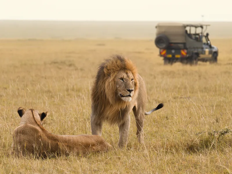 Lions on the savannah watched from a safari vehicle