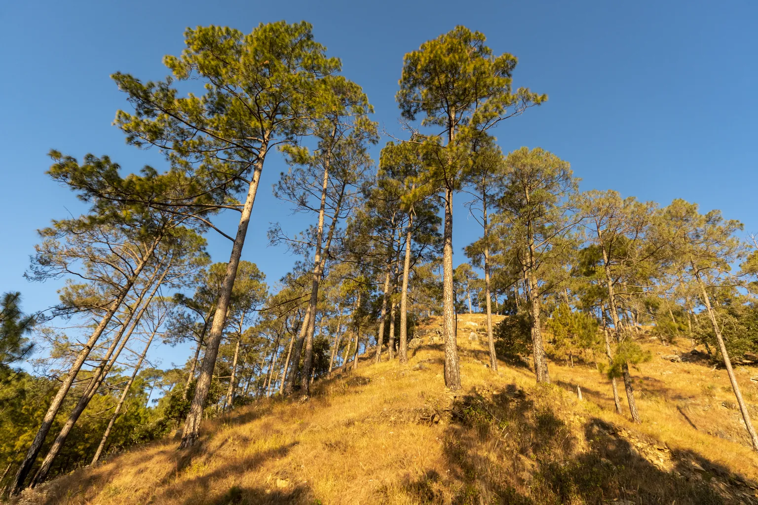 Tall pines on a dry grassy slope under a clear blue sky in the hills around Chakrata in Uttarakhand